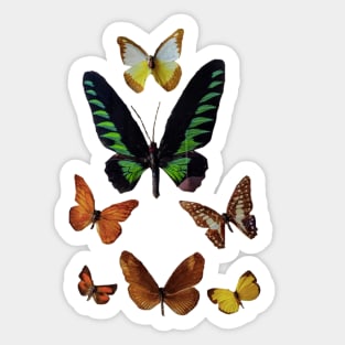 Butterfly Collection Sticker